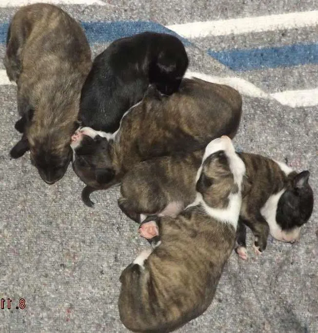 Cachorro raça  idade Abaixo de 2 meses nome Recém Nascidos