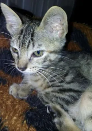 Gato raça Sem raça idade 2 a 6 meses nome Ainda não tem