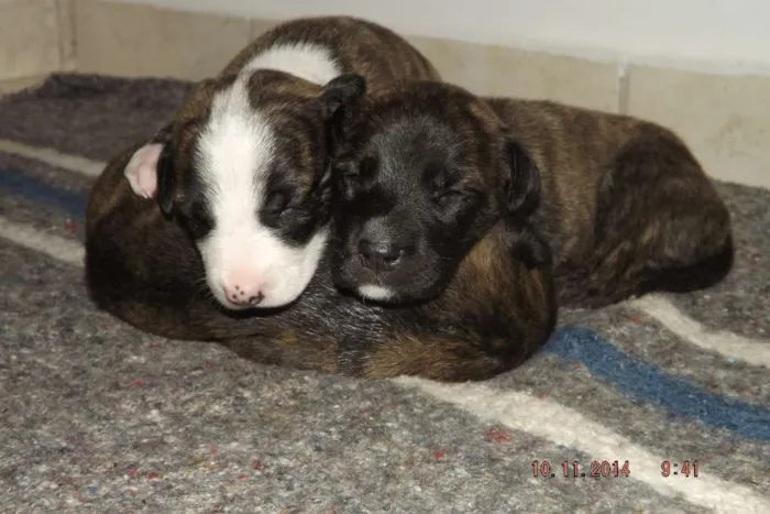 Cachorro raça  idade Abaixo de 2 meses nome Recém Nascidos