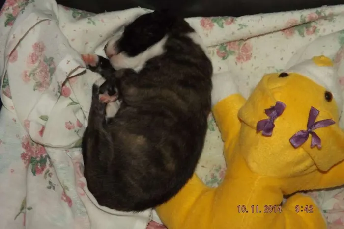 Cachorro raça  idade Abaixo de 2 meses nome Recém Nascidos
