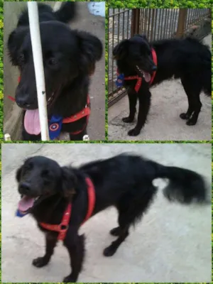 Cachorro raça SRD idade 7 a 11 meses nome Negão