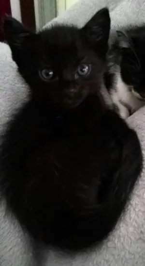 Gato raça SRD idade Abaixo de 2 meses nome Batman