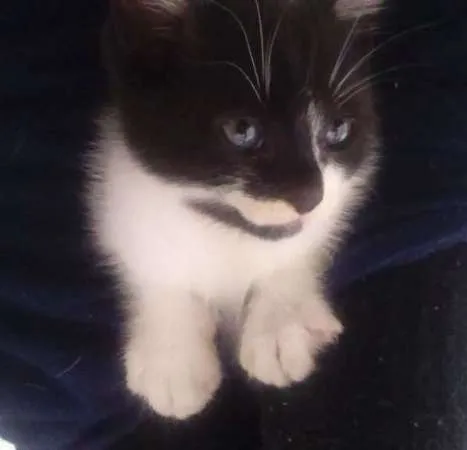 Gato raça SRD idade Abaixo de 2 meses nome Robin