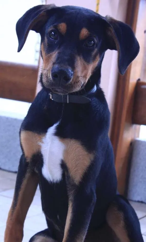 Cachorro raça SRD idade 2 a 6 meses nome NIKO