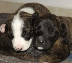 Cachorro raça  idade Abaixo de 2 meses nome Recém Nascidos