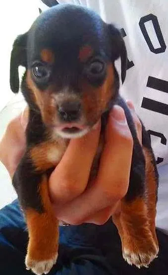 Cachorro ra a NÃO SEI idade Abaixo de 2 meses nome TITICO