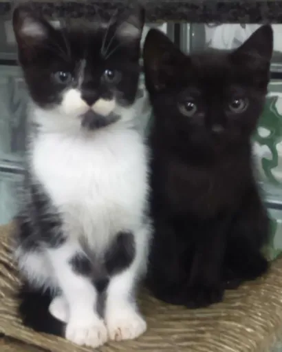 Gato raça SRD idade Abaixo de 2 meses nome Robin