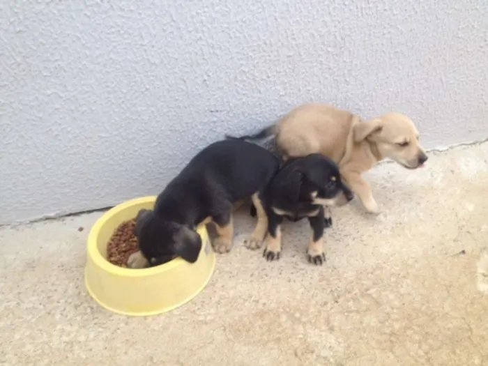 Cachorro raça  idade Abaixo de 2 meses nome SEM NOME
