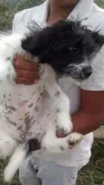 BELA