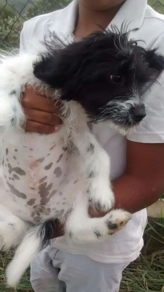 Cachorro ra a SRD idade 2 a 6 meses nome BELA