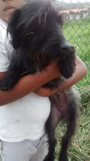 Cachorro raça SRD idade 1 ano nome SISSI