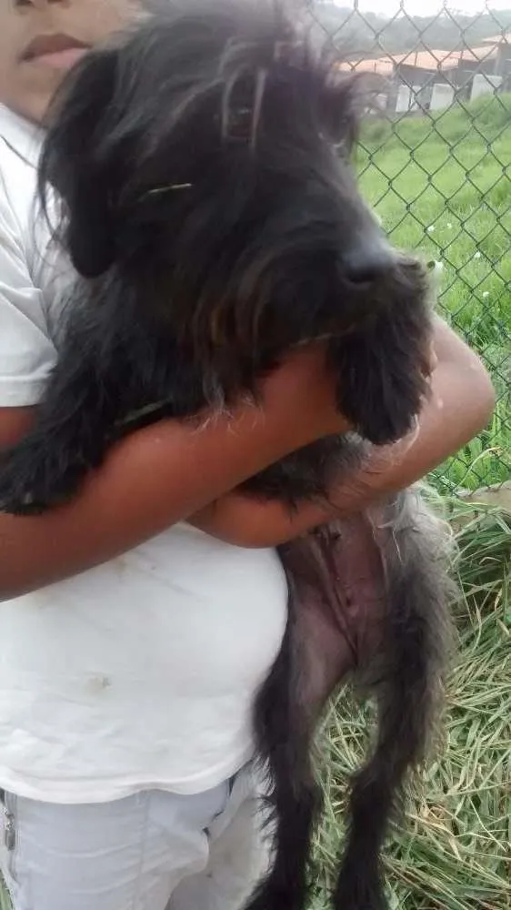 Cachorro ra a SRD idade 1 ano nome SISSI