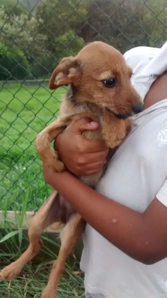 Cachorro ra a SRD idade 2 a 6 meses nome FIBIE