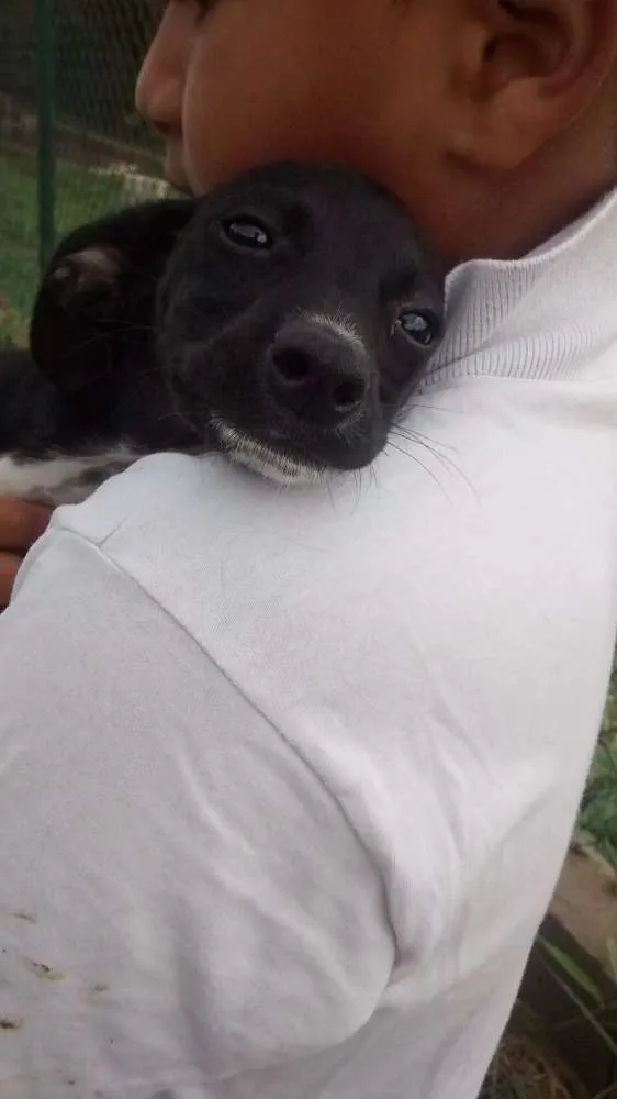 Cachorro ra a SRD idade 2 a 6 meses nome NORA