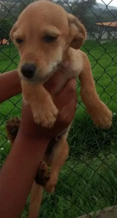 Cachorro ra a SRD idade 2 a 6 meses nome max