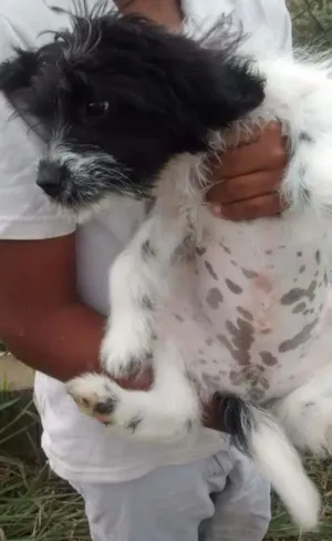 Cachorro raça SRD idade 2 a 6 meses nome BELA