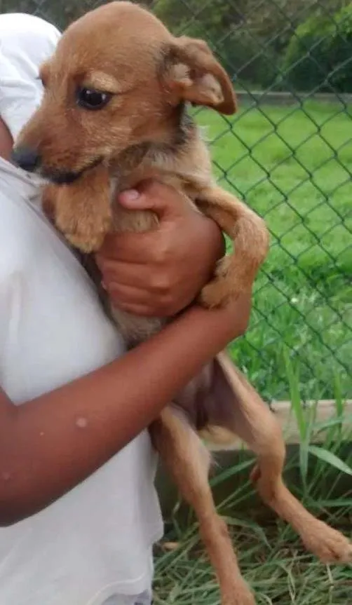 Cachorro ra a SRD idade 2 a 6 meses nome FIBIE