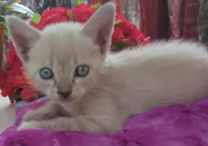 Gato raça vira lata idade Abaixo de 2 meses nome sem nomes