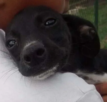 Cachorro ra a SRD idade 2 a 6 meses nome NORA