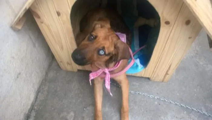Cachorro ra a SRD idade 2 a 6 meses nome FILÓ