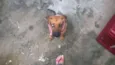FILÓ