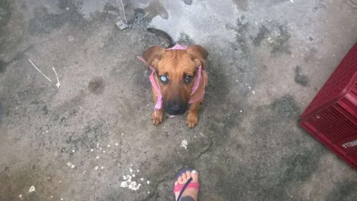 Cachorro ra a SRD idade 2 a 6 meses nome FILÓ