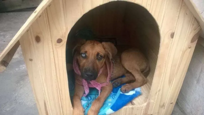 Cachorro ra a SRD idade 2 a 6 meses nome FILÓ