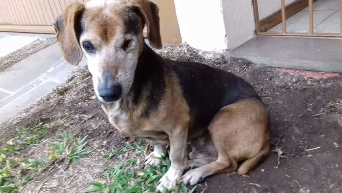 Cachorro ra a SRD idade 6 ou mais anos nome Pirata