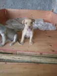 adote