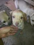 adote