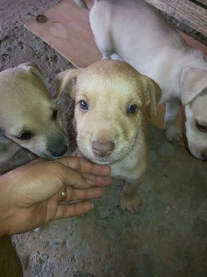 Cachorro ra a  idade Abaixo de 2 meses nome adote