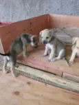 adote