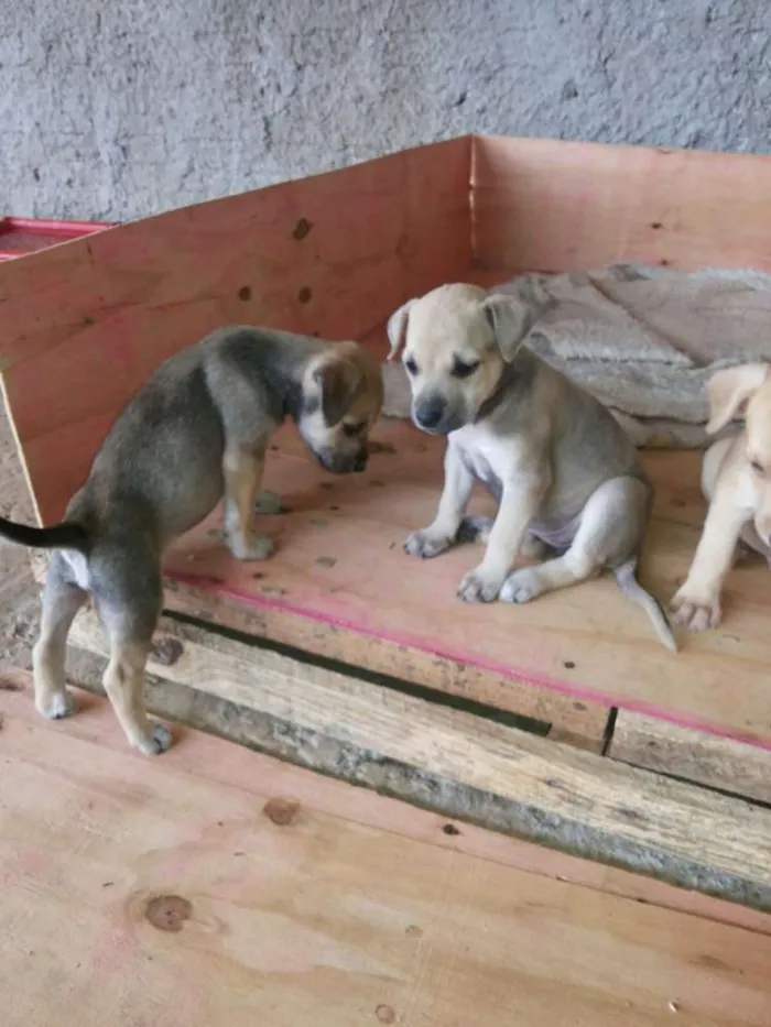 Cachorro ra a  idade Abaixo de 2 meses nome adote