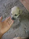 adote