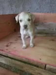 adote