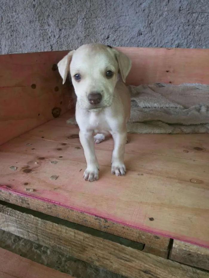 Cachorro ra a  idade Abaixo de 2 meses nome adote