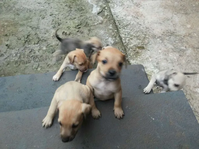 Cachorro ra a  idade Abaixo de 2 meses nome adote