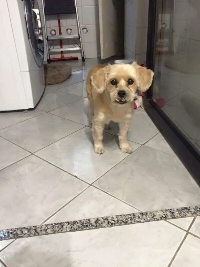 Cachorro ra a Lhasa Apso idade 6 ou mais anos nome não sei