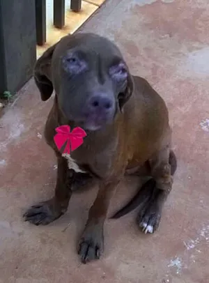 Cachorro raça labrador idade  nome Filhotona