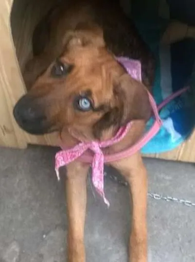 Cachorro ra a SRD idade 2 a 6 meses nome FILÓ