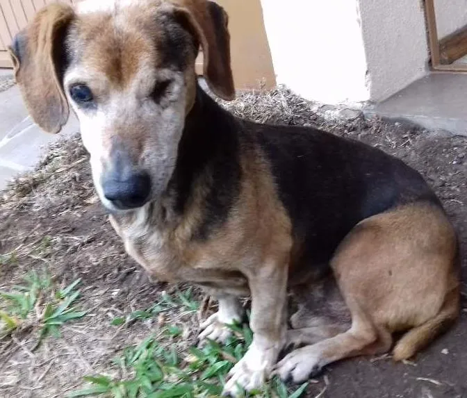 Cachorro ra a SRD idade 6 ou mais anos nome Pirata