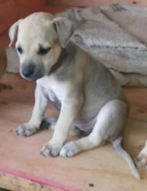 Cachorro raça  idade Abaixo de 2 meses nome adote