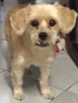 Cachorro raça Lhasa Apso idade 6 ou mais anos nome não sei
