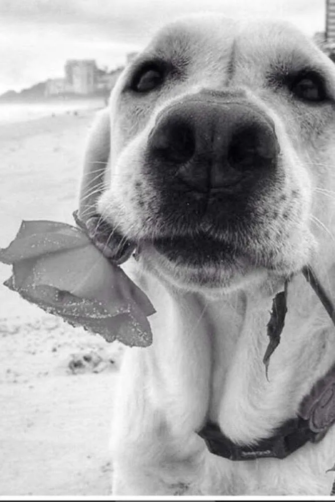 Cachorro ra a Labrador idade 6 ou mais anos nome Nina
