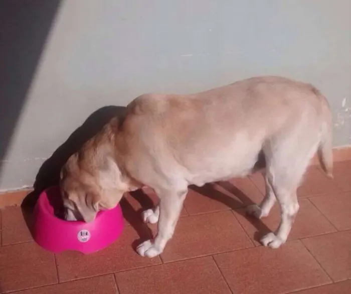 Cachorro ra a Labrador idade 6 ou mais anos nome Nina