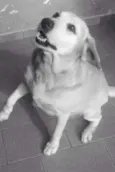 Nina