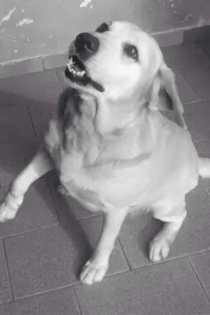 Cachorro raça Labrador idade 6 ou mais anos nome Nina