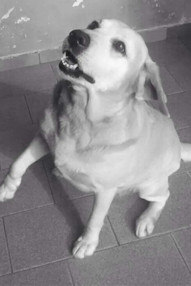 Cachorro ra a Labrador idade 6 ou mais anos nome Nina