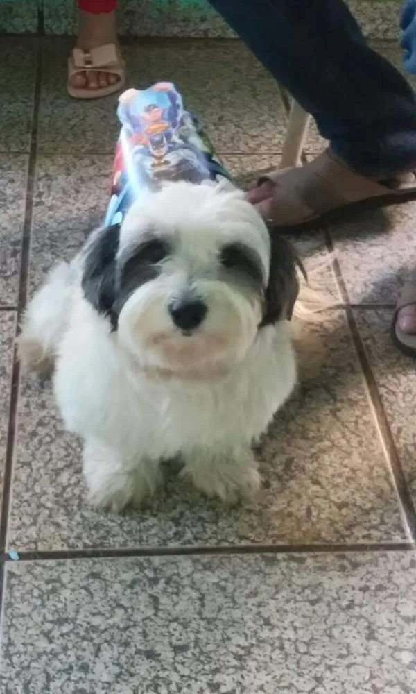 Cachorro ra a Lhasa Apso idade 3 anos nome Lupy GRATIFICA