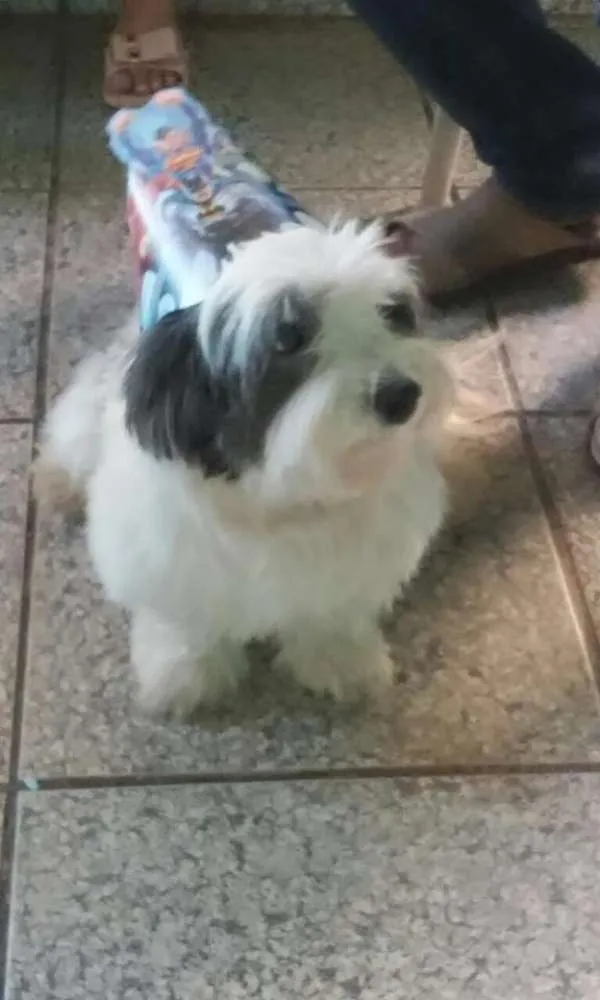 Cachorro ra a Lhasa Apso idade 3 anos nome Lupy GRATIFICA